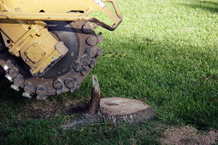 Stump Grinding and Removal Stump Grinding and Removal